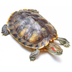 Red ear slider