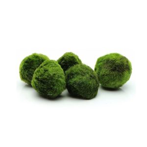 Fish tank decoration